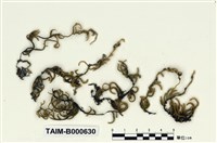 藏品(崛川氏蔓苔)的圖片